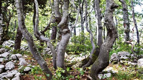 Ancient And Primeval Beech Forests Of The Carpathians And