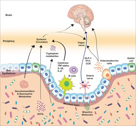 The Microbiota Gut Brain Axis Physiological Reviews