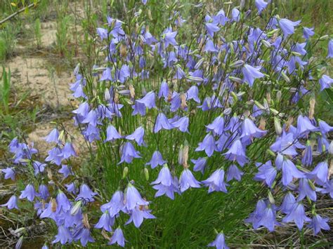 Scotland Harebell Bluebell Campanula Rotundifolia 50 Seeds