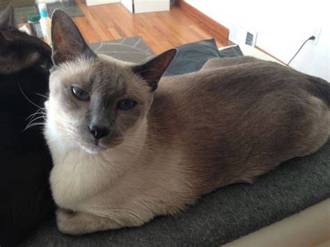 Lilac Point Siamese Buddha Our Blue Point Siamese Cat We Are