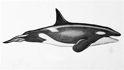 Top More Than 78 Orca Sketch Ineteachers