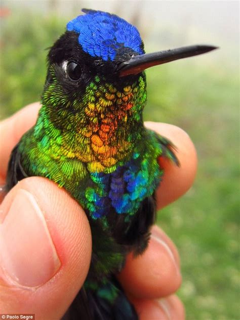 Large Hummingbirds Are Just As Good Flyers As Smaller Ones Daily Mail