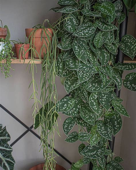 House Plant Club On Instagram Foliage Diversity At Its Finest 📷