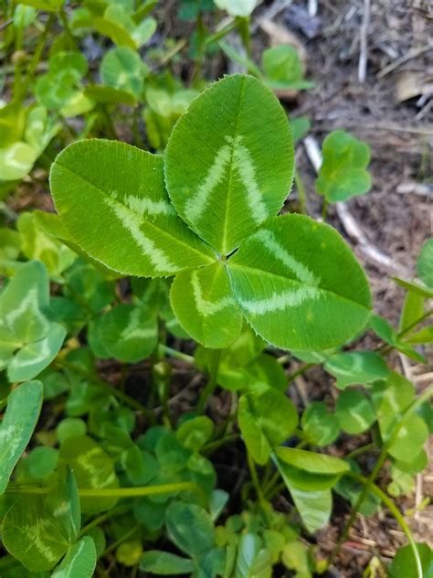 What Causes Four Leaf Clovers Naturally North Idaho