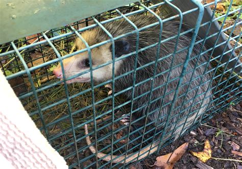 We did not find results for: Tip: How to keep animals out of your garden - GrowJourney