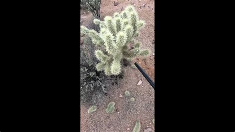 Cholla Aka Jumping Cactus Youtube