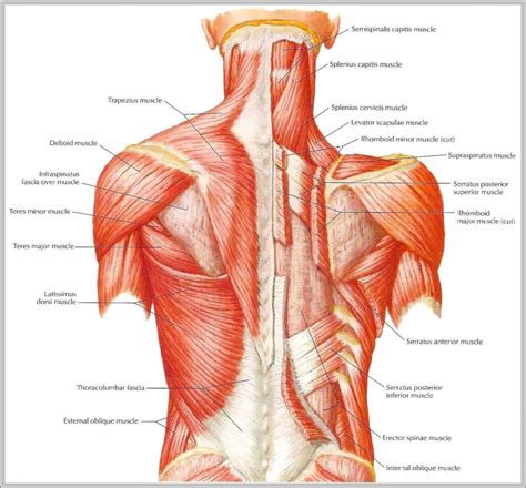 Muscles of the upper limb (deltoid, biceps, forearms). upper back muscle diagram - Google 搜尋 | Human anatomy and ...