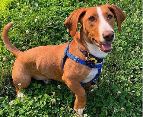 30 Basset Hound Mixes To Fall In Love With Right Now K9 Web