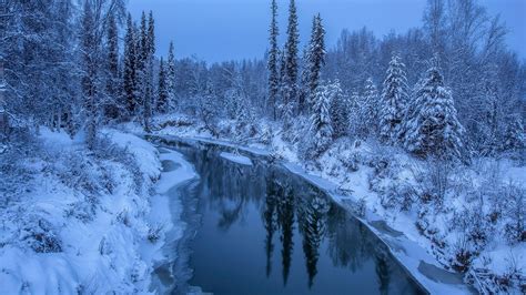 River Between Snow Covered Pine Trees With Reflection Hd Nature