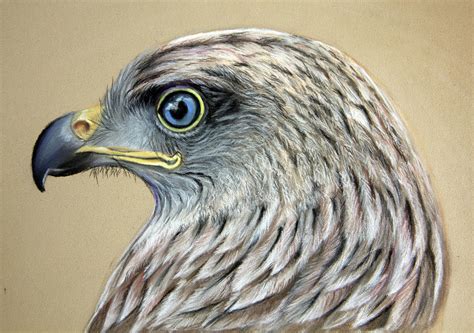 Red Kite Bird Drawing