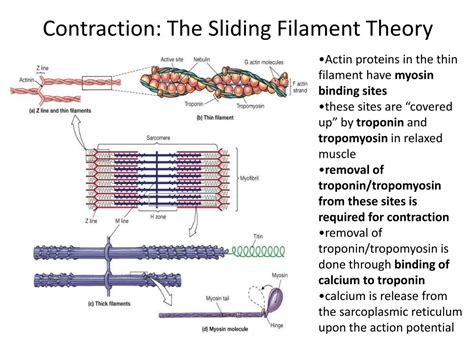 Define Sliding Filament Theory Of Muscle Contraction From