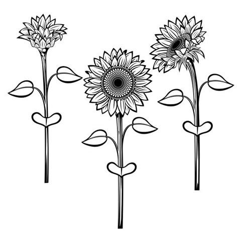 1000 Black And White Sunflower Stock Illustrations Royalty Free