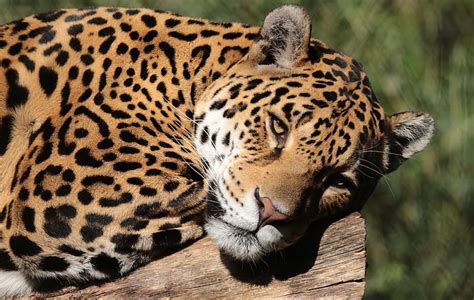Cats Jaguar Big Cat Wildlife Predator Animal Hd Wallpaper Peakpx