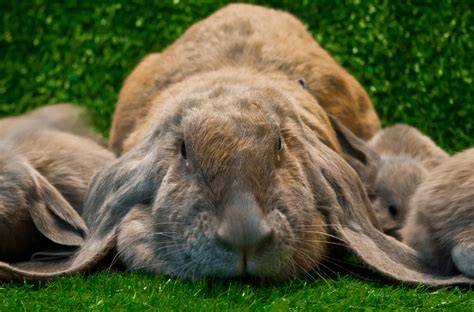 English Lop Rabbits Complete Guide And Top Facts