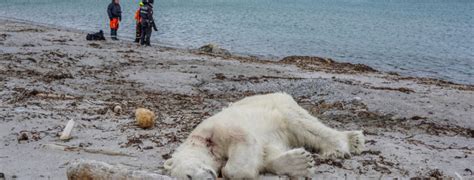 Outrage After Polar Bear Shot By Guard During Cruise Ship Excursion
