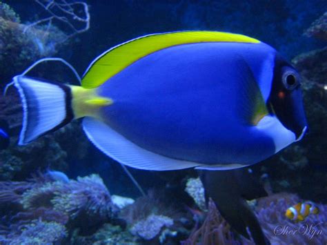 It lives throughout the tropical and temperate latitudes of the world oceans (except in the. Real Dory Fish | Dory fish