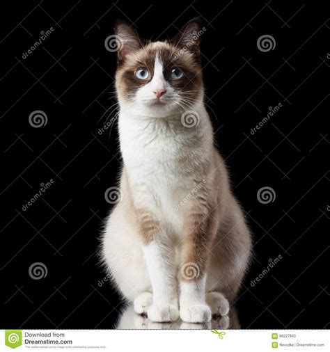 Snowshoe Cat Black Photos Free And Royalty Free Stock Photos From