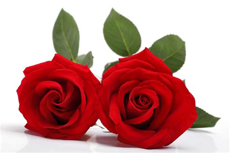 Wallpaper Two Red Roses Flowers White Background