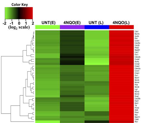 Single Cell Rna Seq Heatmap