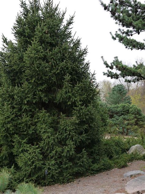 Dwarf Norway Spruce Picea Abies Compacta Asselyn In The Spruces