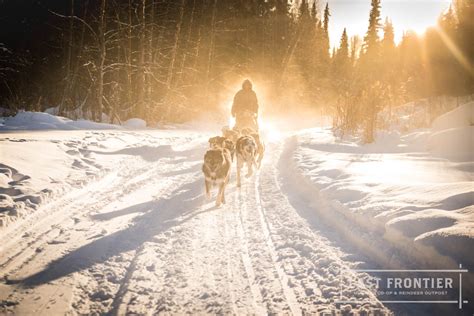 Dog Sledding Day Tours Aurora Tours And Daily Mushing Adventures With