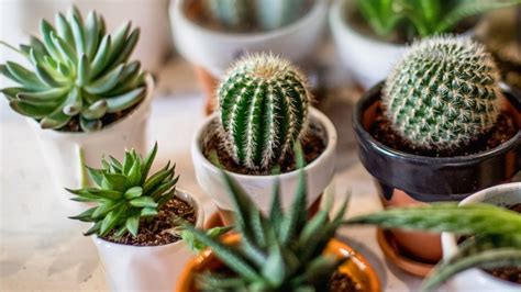 Guía Rápida Cómo Cuidar De Tus Cactus Y Suculentas Durante El Invierno