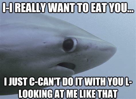 Really Funny Memes The Shy Shark