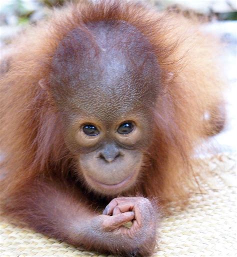 Diego Baby Orangutan Orangutan Cute Animals