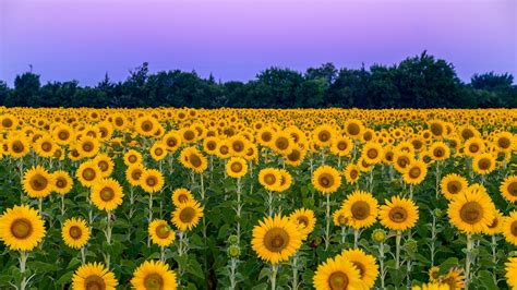 Download Wallpaper 3840x2160 Sunflowers Flowers Field Nature 4k Uhd