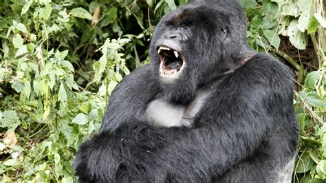 Gorilla Warfare Why Are Apes Committing Mob Violence The Atlantic