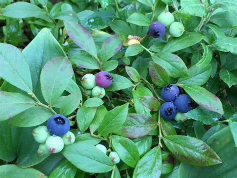 5 Popular Edible Berries And Plants In British Columbia Travel British