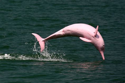 Pink River Dolphin Amazon Rainforest Wallpapers Gallery