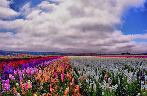 30 Most Colorful Flower Fields Best Photography Art Landscapes And