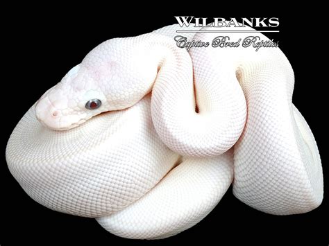 Blue Eyed Leucistic Lucy Mojave Butter Ball Python ♀ 23 Wilbanks Captive Bred Reptiles