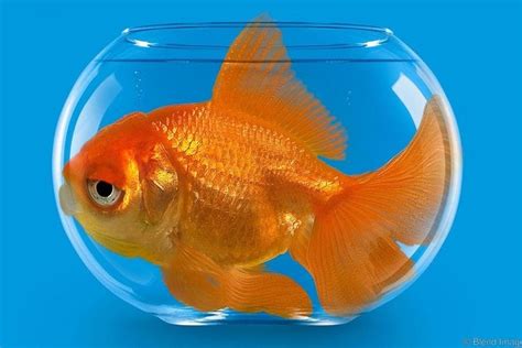 Pengin memelihara ikan hias di akuarium tapi ngga mau ribet pakai oksigen (aerator)? Togel Online Terbaik - Terungkap, Ikan Mas Bisa Hidup ...