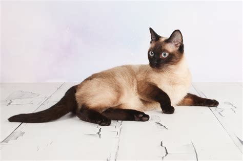 Thai Cat Breed Information Images Characteristics Health