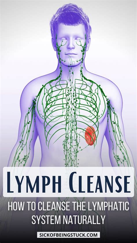 Lymph Cleanse 18 Ways To Detox The Lymphatic System Naturally Artofit
