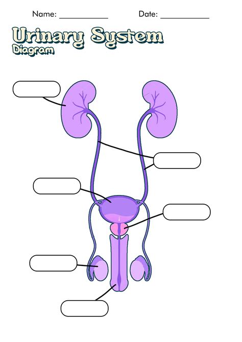 Blank Diagram Of Human Reproductive Systems Blank Male Reproductive