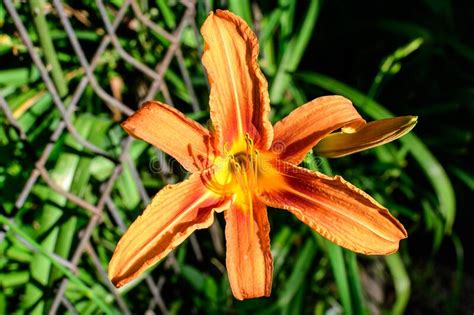 One Small Vivid Orange Flower Of Lilium Or Lily Plant In A British