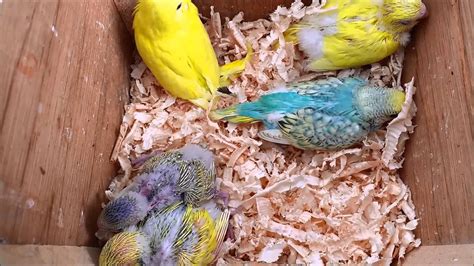 Budgies As Pets Male Or Female