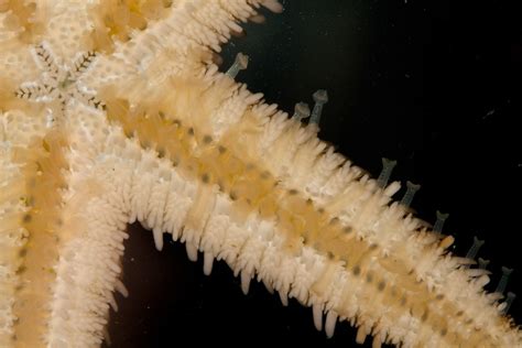 Starfish Arm And Tentacle Detail Sidleydoc Flickr