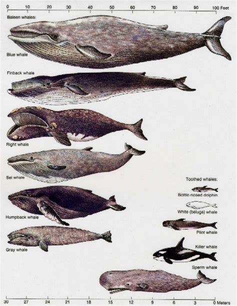 Orcas Types Of Whales Whale Facts Sea Mammal Ocean Creatures