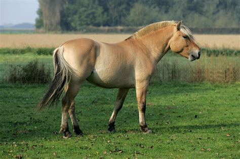8 Ancient Horse Breeds With Historic Influence Horse Rookie