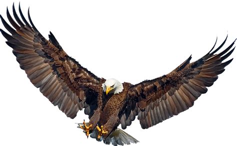 Download Eagle Landing Wings Spread Flying Philippine Eagle Png