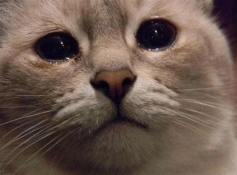 ¿por Qué Los Gatos Lloran Con Lágrimas Reales Cosas De Gatos
