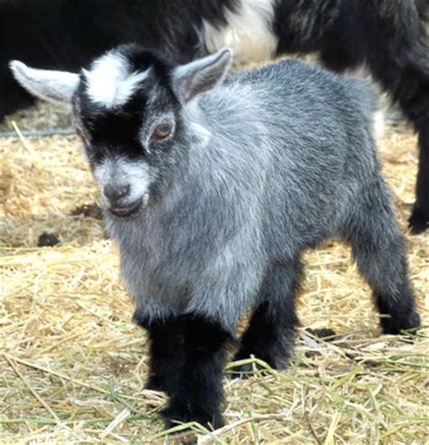 Friendly and used to people, chickens and sheep. Pygmy Goat - Knowledge Base LookSeek.com