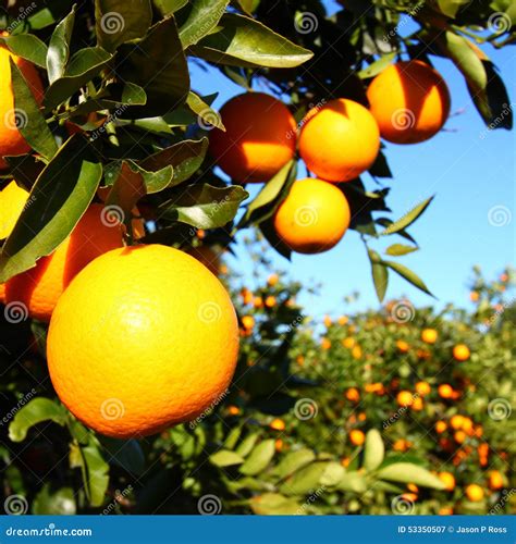 Florida Orange Groves Landscape Stock Image Image Of Forest Round