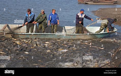 Los Pescadores Tirando La Red De Pesca Llenas De Peces Fotografía De