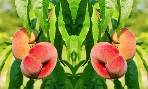 Sun opposite saturn natal has an inhibiting effect. Wild Peach Prunus Persica Saturne | Groupon Goods