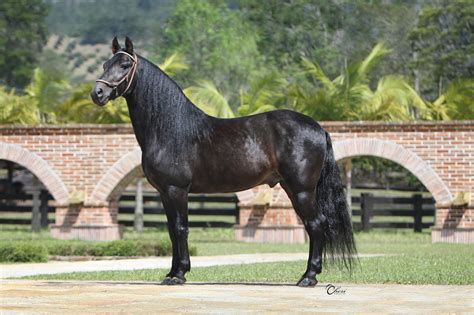 Caballo De Paso Fino Colombiano Reconocido Como Raza Autóctona